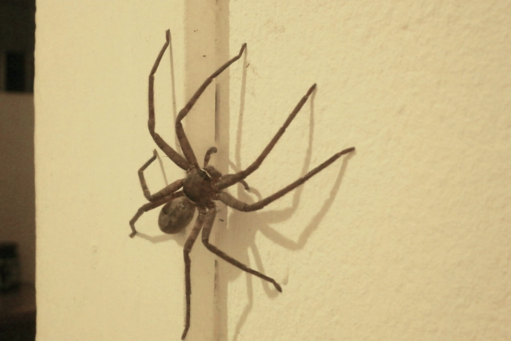 when do spiders come out