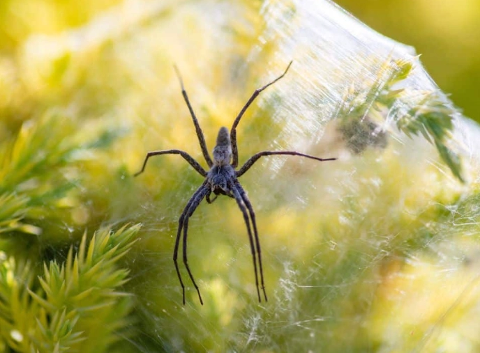 minnesota wolf spider identification
