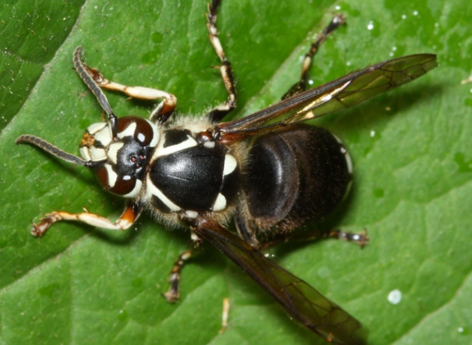 American hornet species