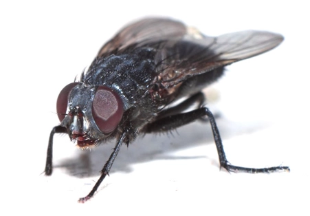 how to get rid of flies in garbage