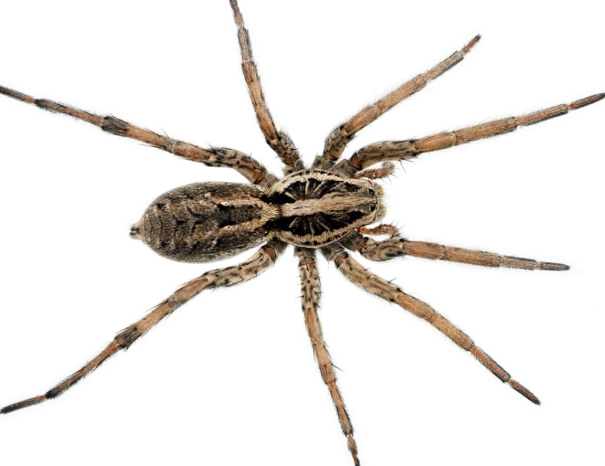 wolf spider minnesota