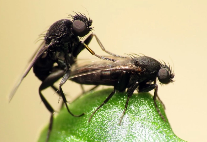 flies around trash can