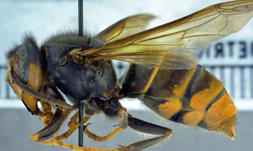 Hornet sting treatment