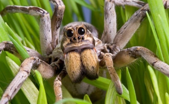 minnesota wolf spider identification
