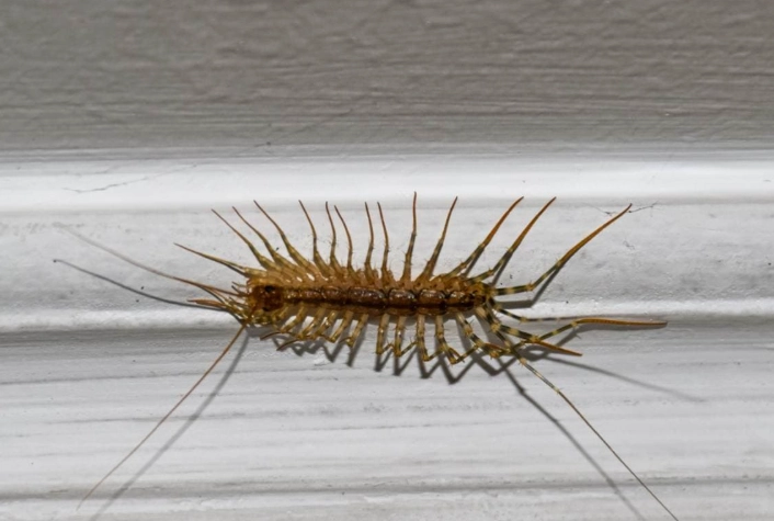 centipede bite kansas