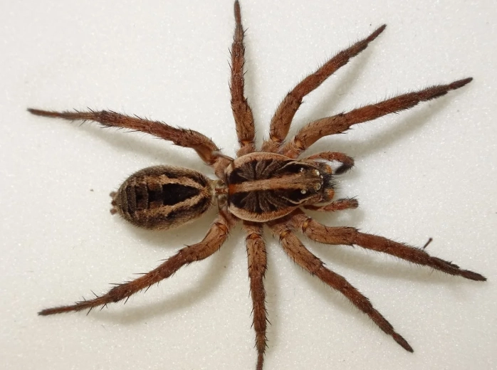 minnesota wolf spider identification