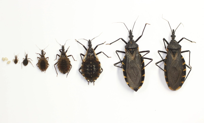Kissing Bugs in Oregon: Identification, Risks, and Practical Prevention