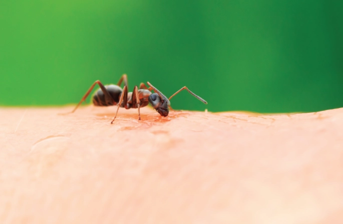 Surviving a Harvester Ant Bite: Identification, Treatment & Prevention