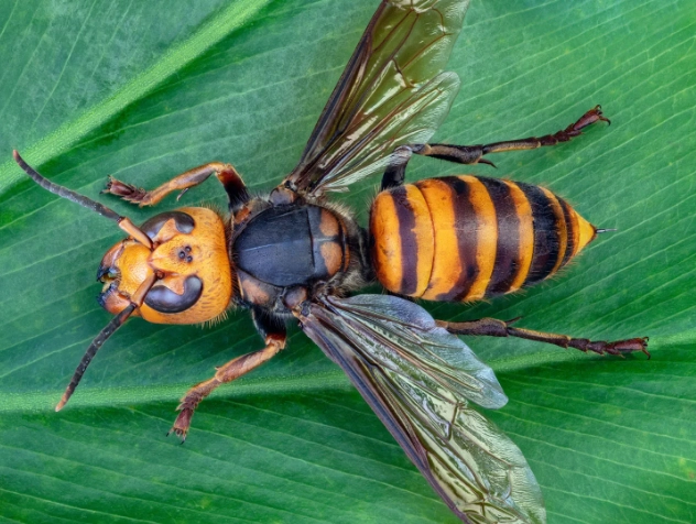 American hornet species