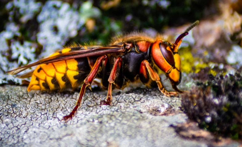 White-faced hornet nest