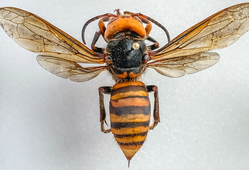 The American Hornet: Your Complete Guide to Identification, Behavior & Safety