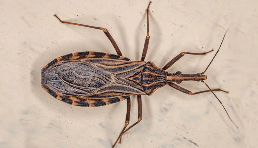 kissing bug Oregon