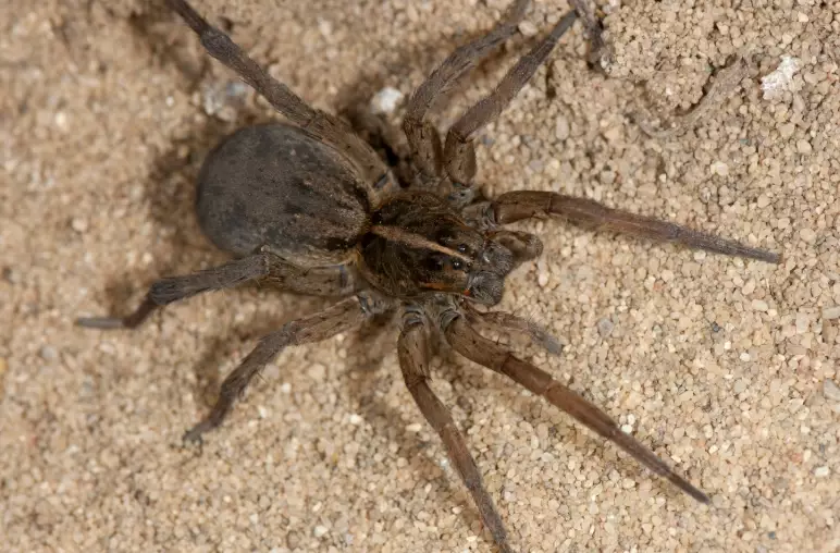 are wolf spiders in minnesota dangerous