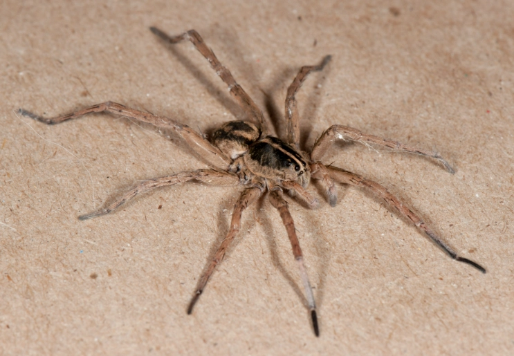 Wolf Spiders in Minnesota: Your Complete Guide to Identification & Safety