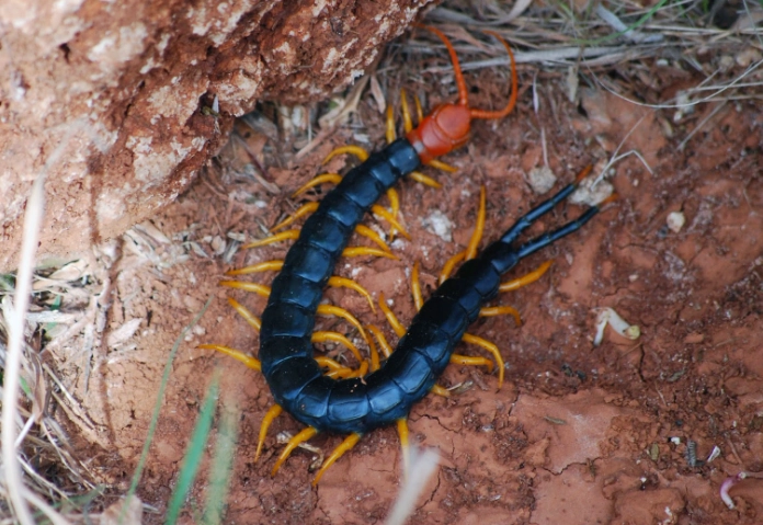 The Kansas Centipede: A Complete Guide to Identification, Bites & Control