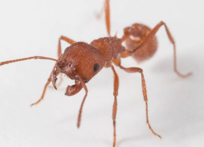 red harvester ant bite