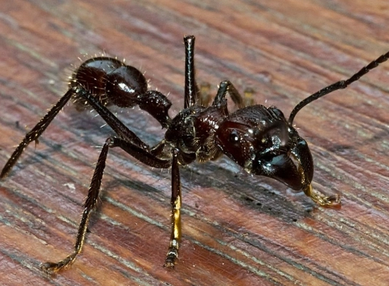 harvester ant bite treatment