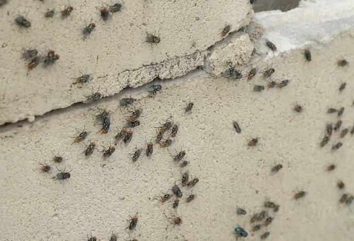 how to get rid of flies in garbage