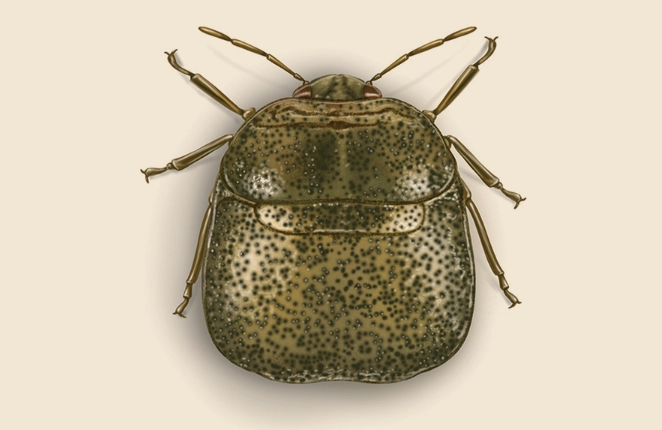 Kudzu Beetle Guide: Identification, Damage, and Effective Control