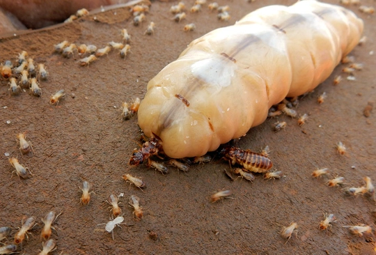 termite lifespan