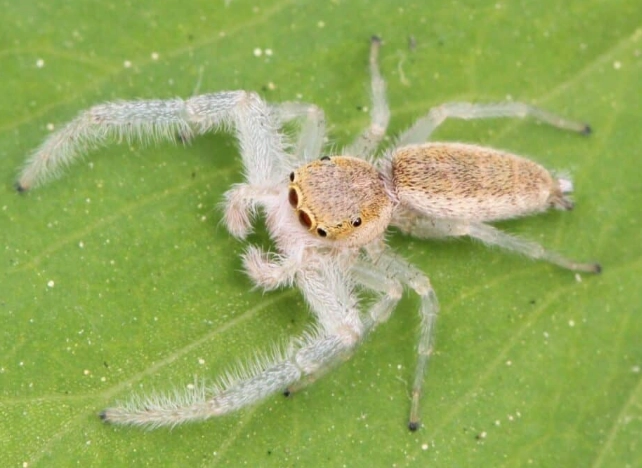 house spider identification