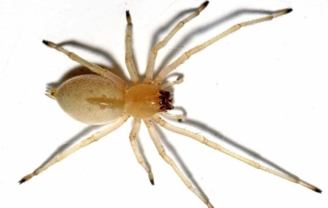 White Spiders in House: Identification, Risks, and Safe Removal