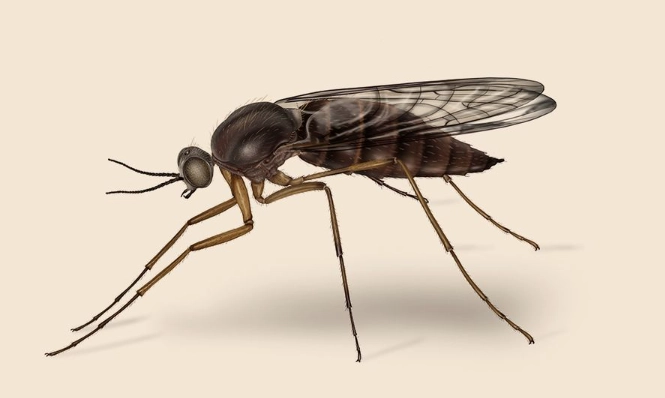 how to get rid of gnats