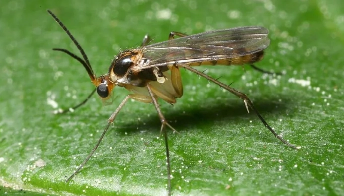 fungus gnats