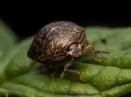 how to get rid of kudzu beetles