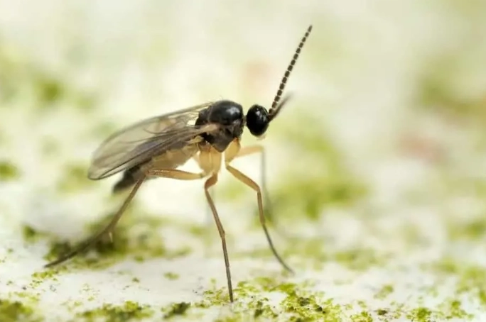 Gnat Bugs: The Complete Guide to Identification, Elimination, and Prevention