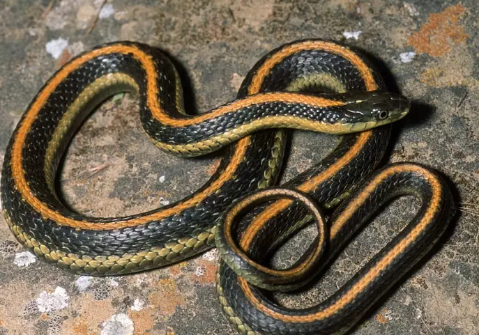 garter snake species