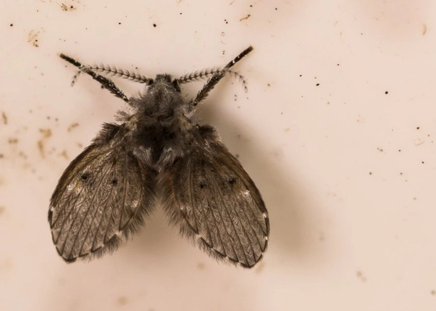 how to get rid of gnats