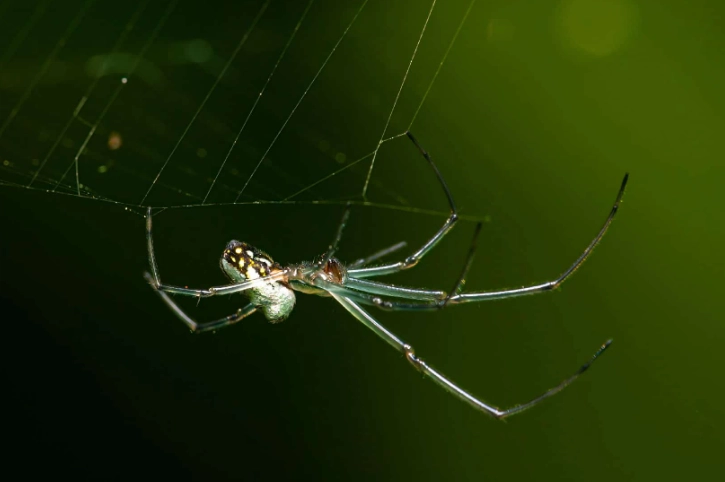 are kansas spiders poisonous