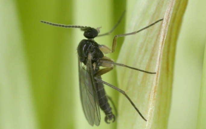fungus gnats