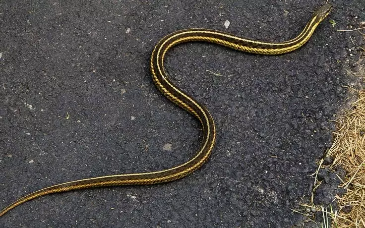 garter snake species