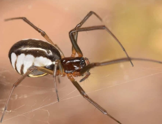 common spiders in kansas