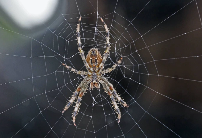 common spiders in kansas
