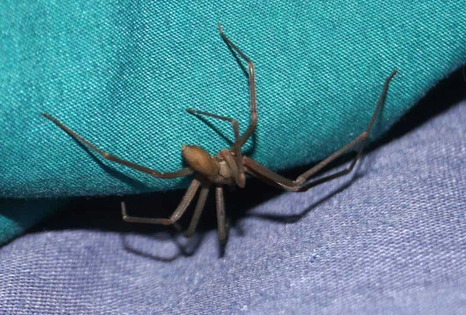 are kansas spiders poisonous