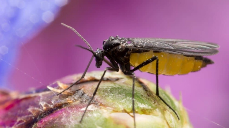 fungus gnats