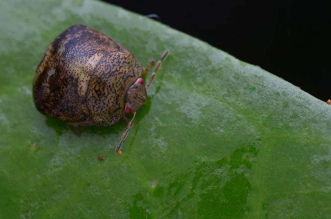 how to get rid of kudzu beetles