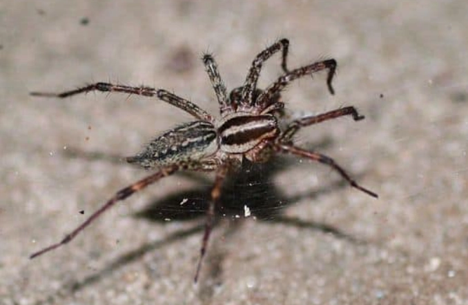 Spiders in Kansas: A Complete Guide to Common Species & Safety Tips