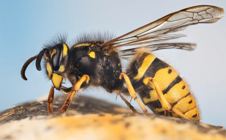 What is an American Wasp? Identification, Behavior, and Control Guide