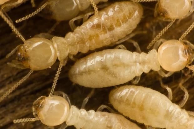 termite lifespan
