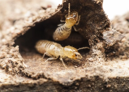 how long do termites live