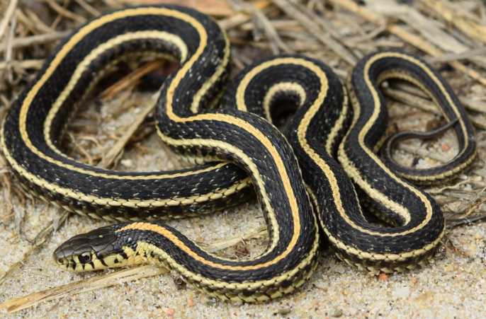 Black & Yellow Garter Snakes: Your Complete Guide to Species, Care & FAQs