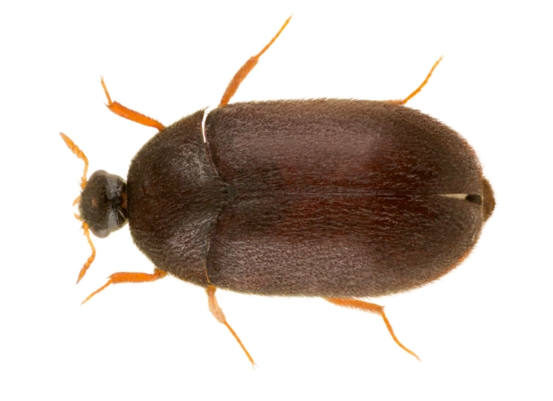 black carpet beetle
