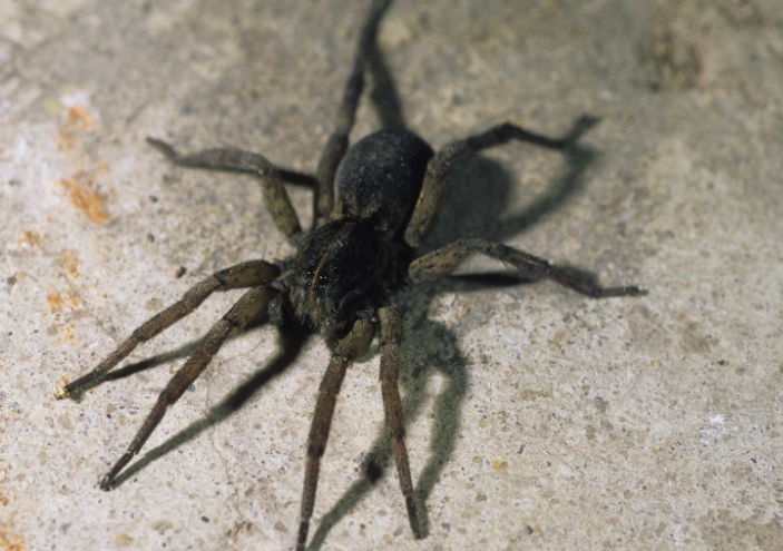 are wolf spiders in kansas poisonous