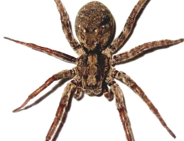 kansas wolf spider