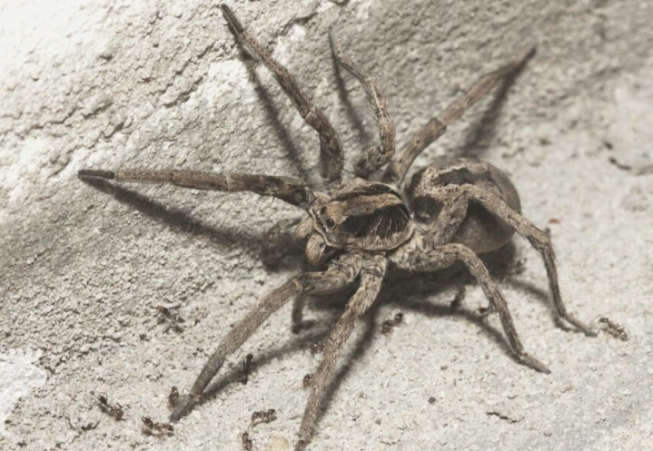 are wolf spiders in kansas poisonous