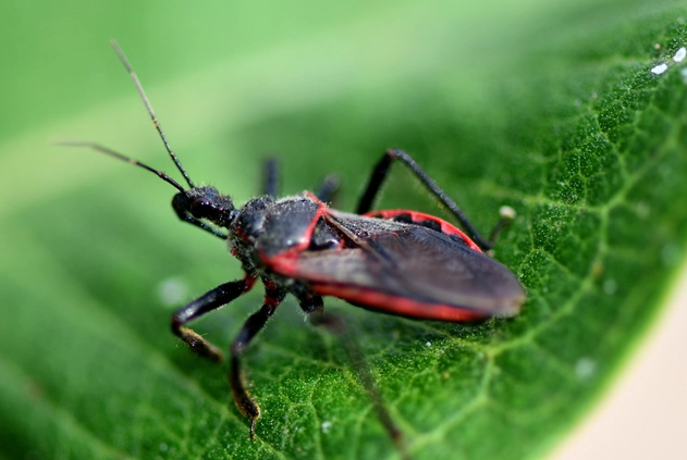 Do Kissing Bugs Live in Kansas? The Essential Guide to Risks & Safety